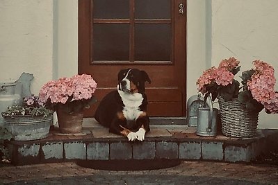 Chez Ellie, Kempenich, Eifel