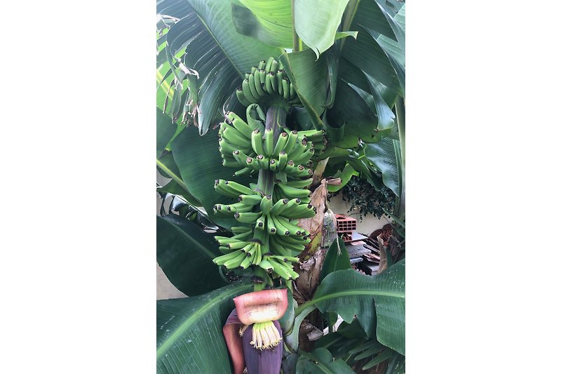 Exotischer Garten mit Bananenpflanzen und Blumen.