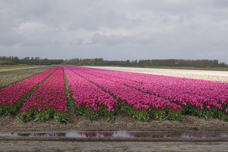 Die größten Blumenfelder weltweit, unmittelbar in der direkten Nachbarschaft.
