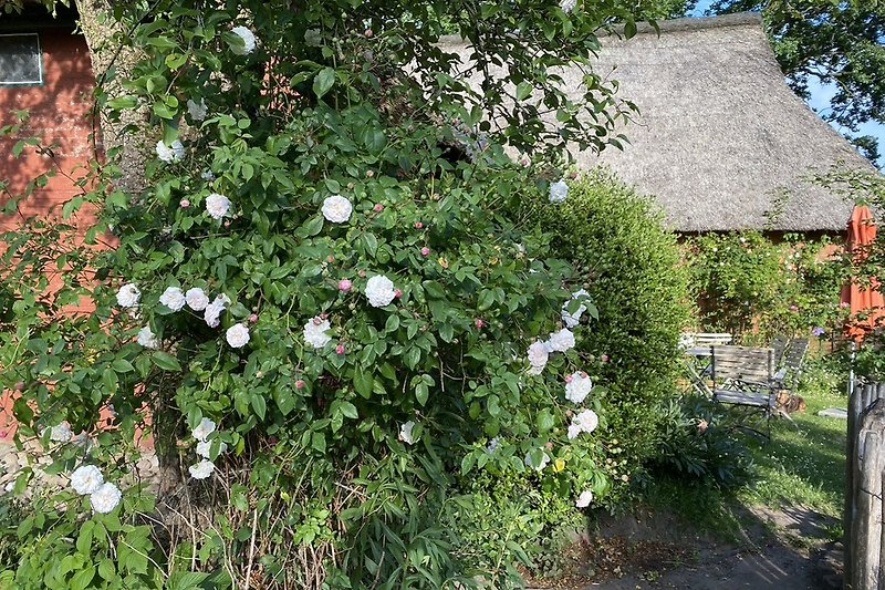 Rosa Felicite´et Perpetué am Birnbaum