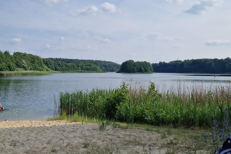 Uferlandschaft mit See, Wald und Gras, ideal für Erholung und Naturbeobachtung.