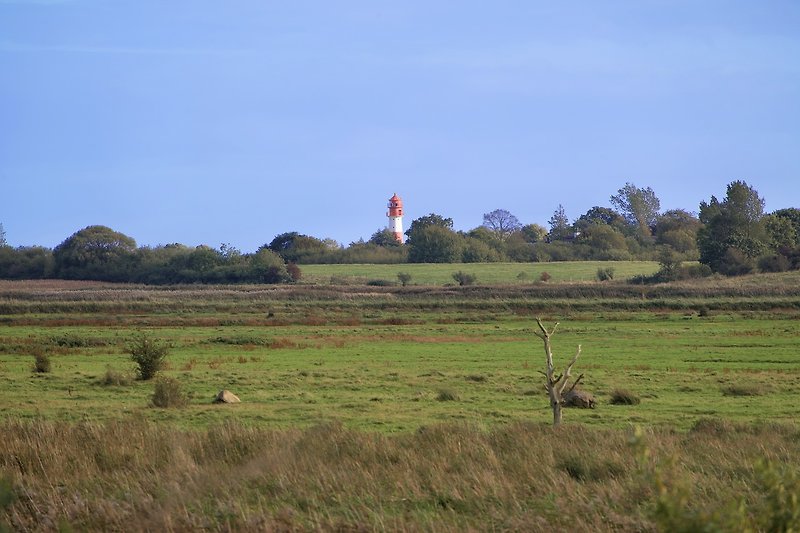 Blick auf den Leuchtturm Falshöft aus dem Naturschutzgebiet Geltinger Birk