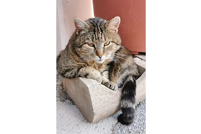 Kleintierhof Seidl-eder