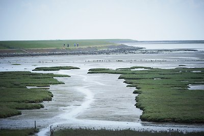 Kluut (Säbelschnäbler)