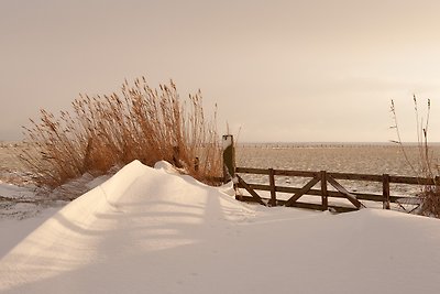 Kluut (Säbelschnäbler)