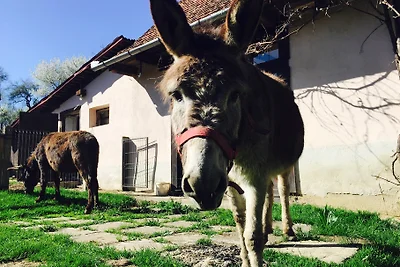 La Curtea Richvini