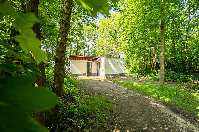 Holzhütte am Waldrand mit üppigem Grün und schattigem Weg.