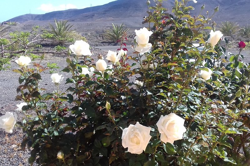 Blühender Garten mit Rosen, Bergen und Wolken im Hintergrund.