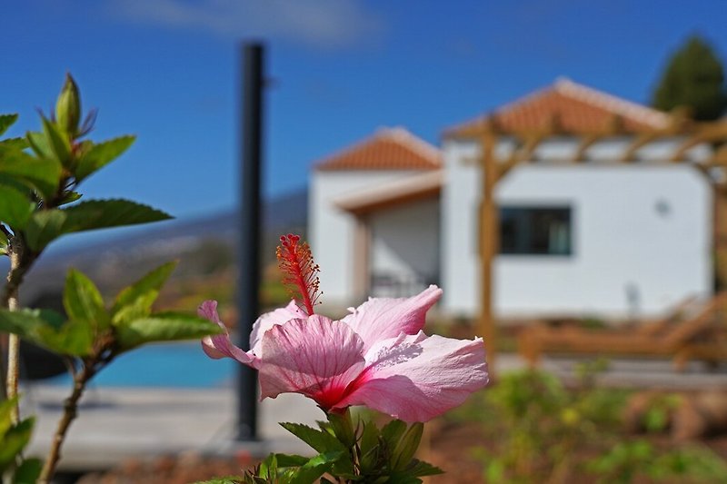 Charmantes Ferienhaus mit Garten, Blumen und malerischem Himmel.