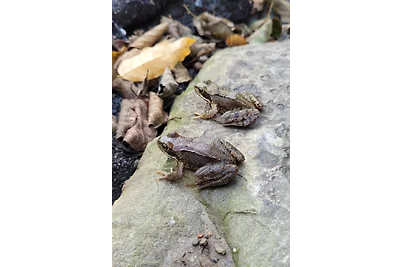 Ferienhaus Littard Waldhaus
