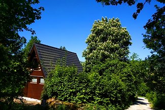 Urlaub mit Hunden