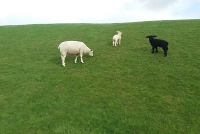 Ferienhaus Girnus Hooksiel