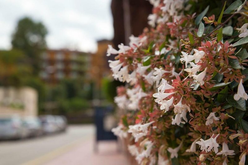 Blühende rosa Blumen im Frühling, umgeben von grünem Laub.