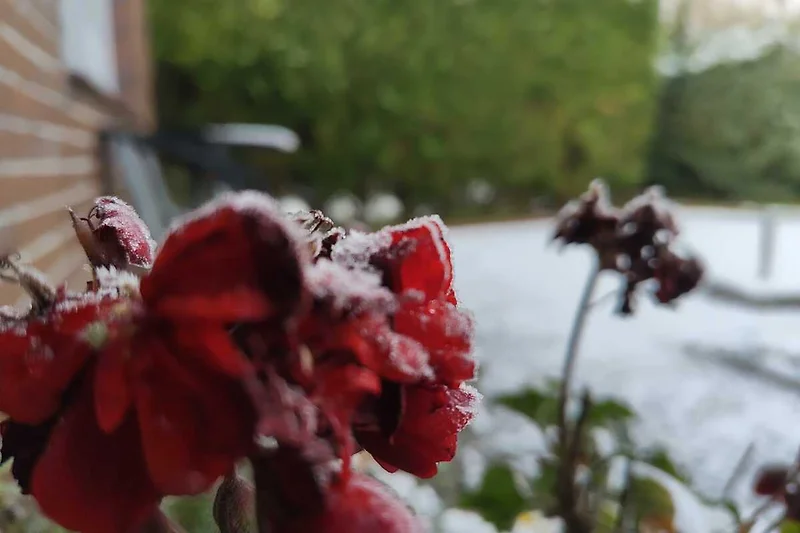 Rote Blüten mit Frost und Schnee auf Pflanzenstielen im Winter.