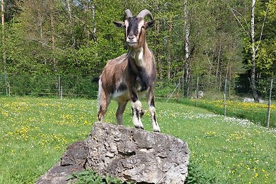 Ferienwohnung Wast´l-Hof III