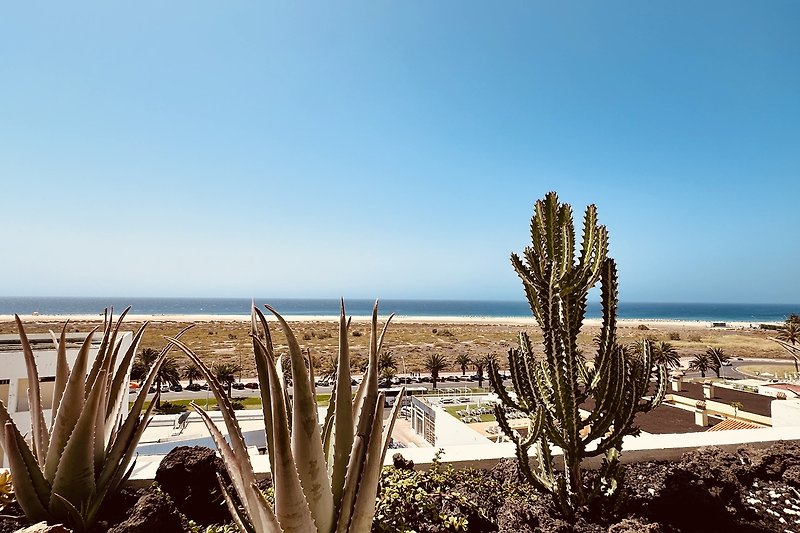 Kakteen und Agaven am tropischen Strand mit Palmen und Sand.