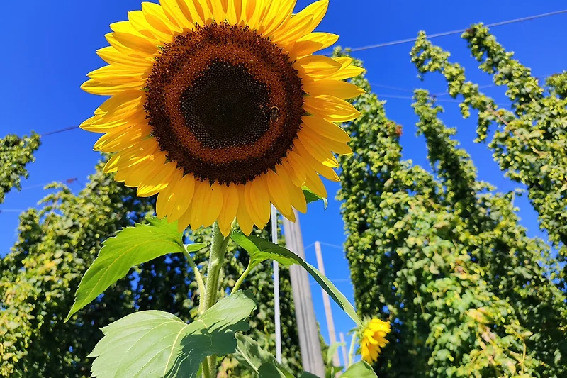 Goldgelbe Sonnenblume im Sommerlicht.