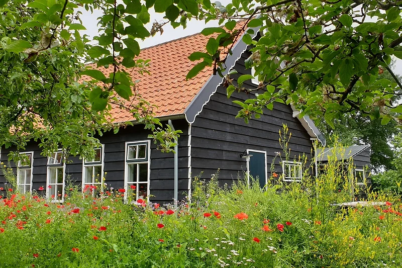 Ländliches Haus mit grünem Garten und Pflanzen.