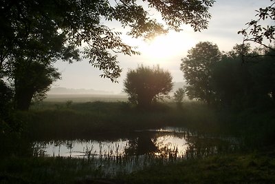 Nest der Zaunkönige