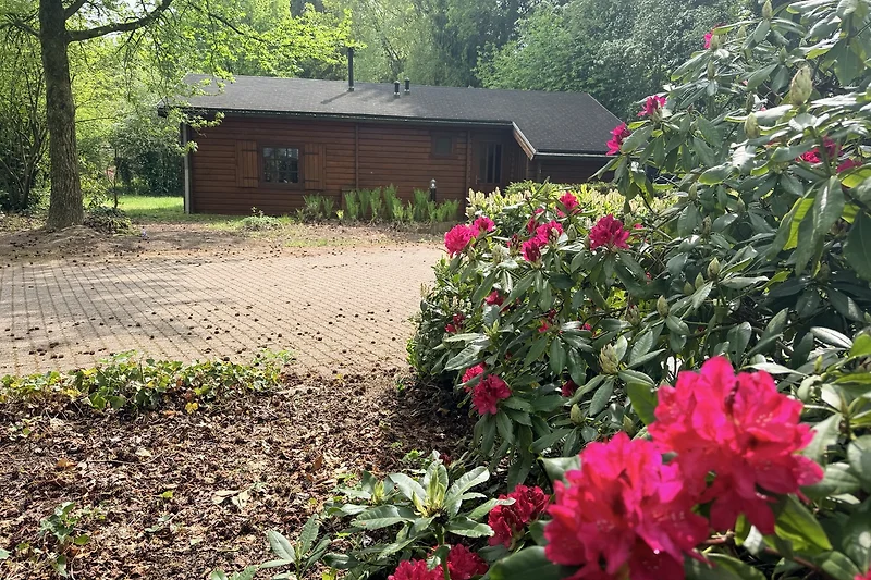 Blühender Rhododendron und Geranien im farbenfrohen Garten.