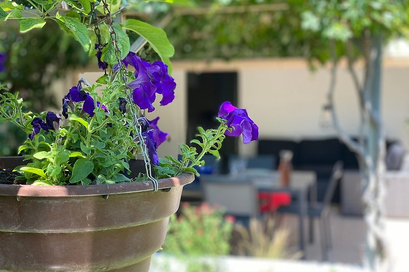 Üppige Pflanzen und bunte Blumen in Blumentöpfen.