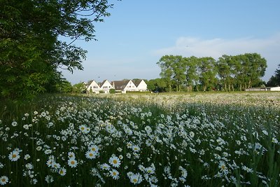 Sonnenblume