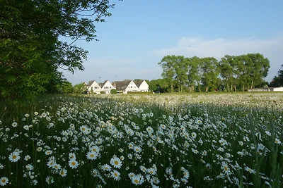 Sonnenblume