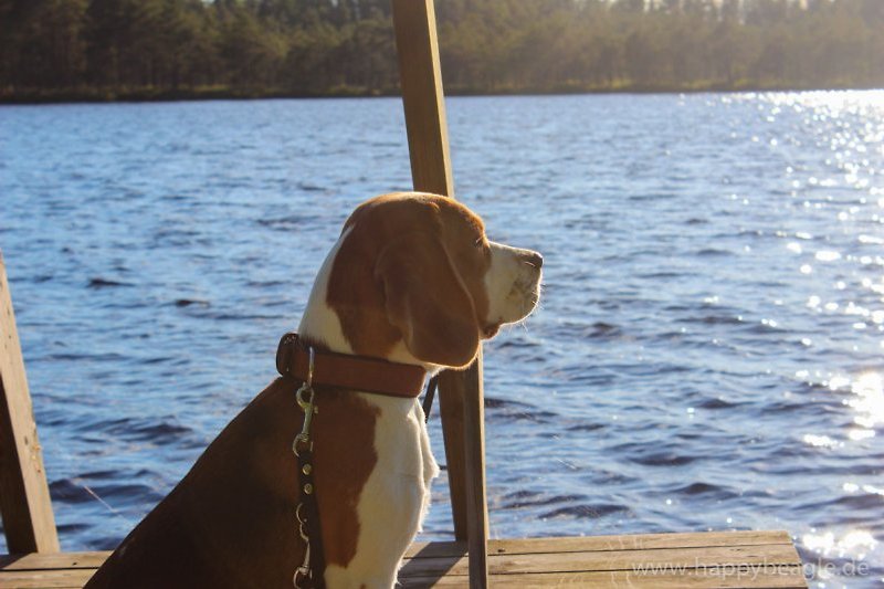 Mit Hund am Steg am Langen See