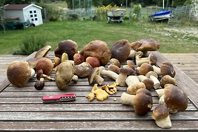 SCHWEDENHAUS AM HAFF