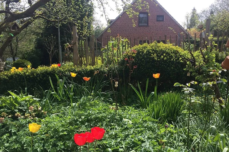 Blühende Tulpen und Rosen im gepflegten Garten, mit Blick auf das Ferienhaus