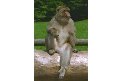 Ferienwohnung Seestern