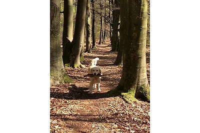 Rustgevend, gratis fietsen & parking, nabij bossen