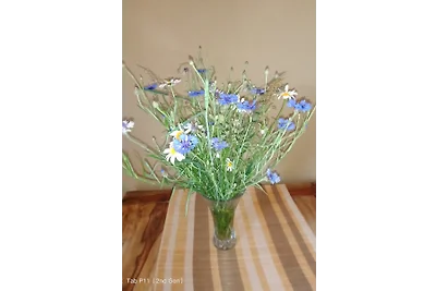 Kornblume