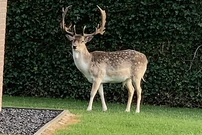 Wir sehen regelmäßig ein oder mehrere Rehe in der Nähe unseres Ferienhauses Wir sehen regelmäßig ein oder mehrere Rehe in der Nähe unseres Ferienhauses