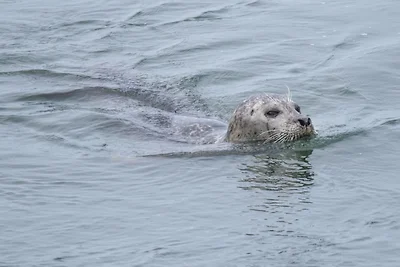 Auf dem Brouwersdam sind immer Seehunde zu sehen. Auf dem Brouwersdam sind immer Seehunde zu sehen.