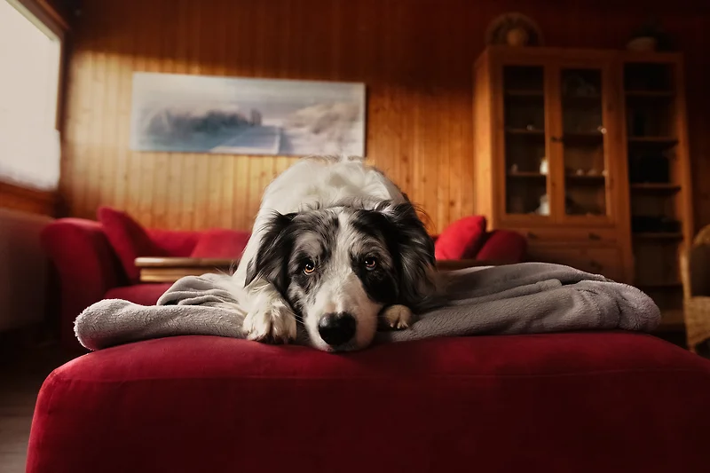 Ulaub für Hund und Mensch