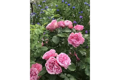 Ferienhaus Landlaune