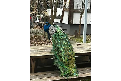 Petite Noel