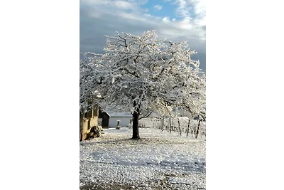 Petite Noel