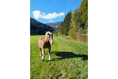 Urlaub beim Riegger