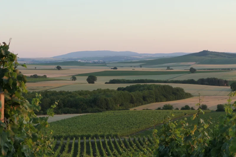Rheinhessen Pur, Sie sind mitten drin - Weinberge und Felder in idyllischer Landschaft.
