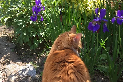 Ferienhaus unter den Birken