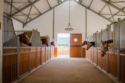 World of Horses Flats Kisangani