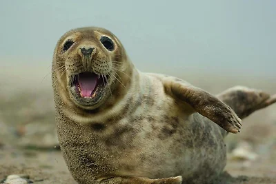 Julianahoeve Merel 14