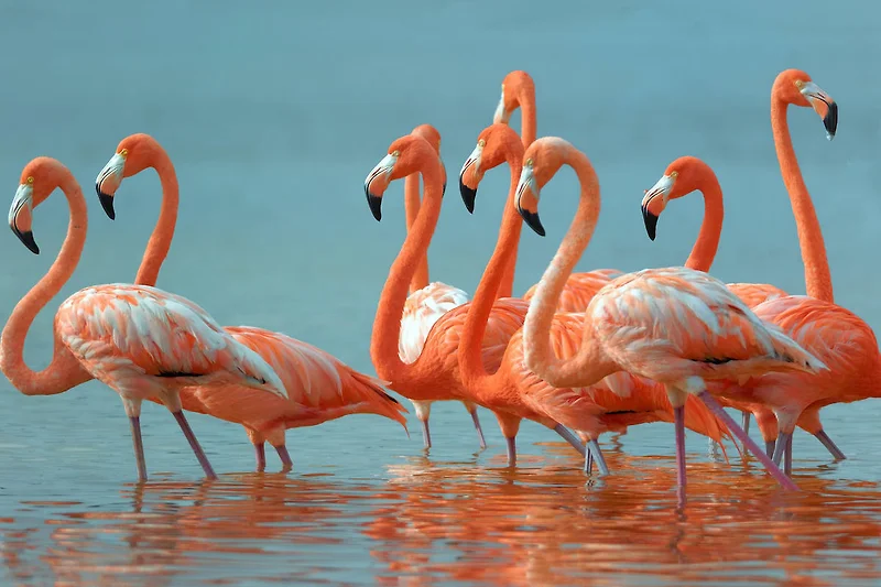 Flamingoschwarm mit leuchtendem Gefieder am Wasser beobachten.