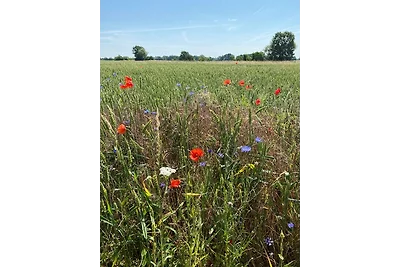 RolliHolly Ferienhaus