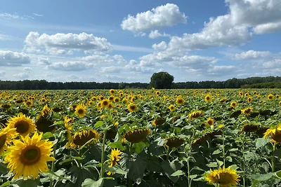 RolliHolly Ferienhaus