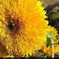 Firma .. Private Sun