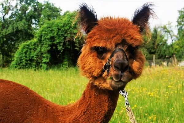 Ferienwohnung Tauche