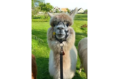 Urlaub mit Alpakas